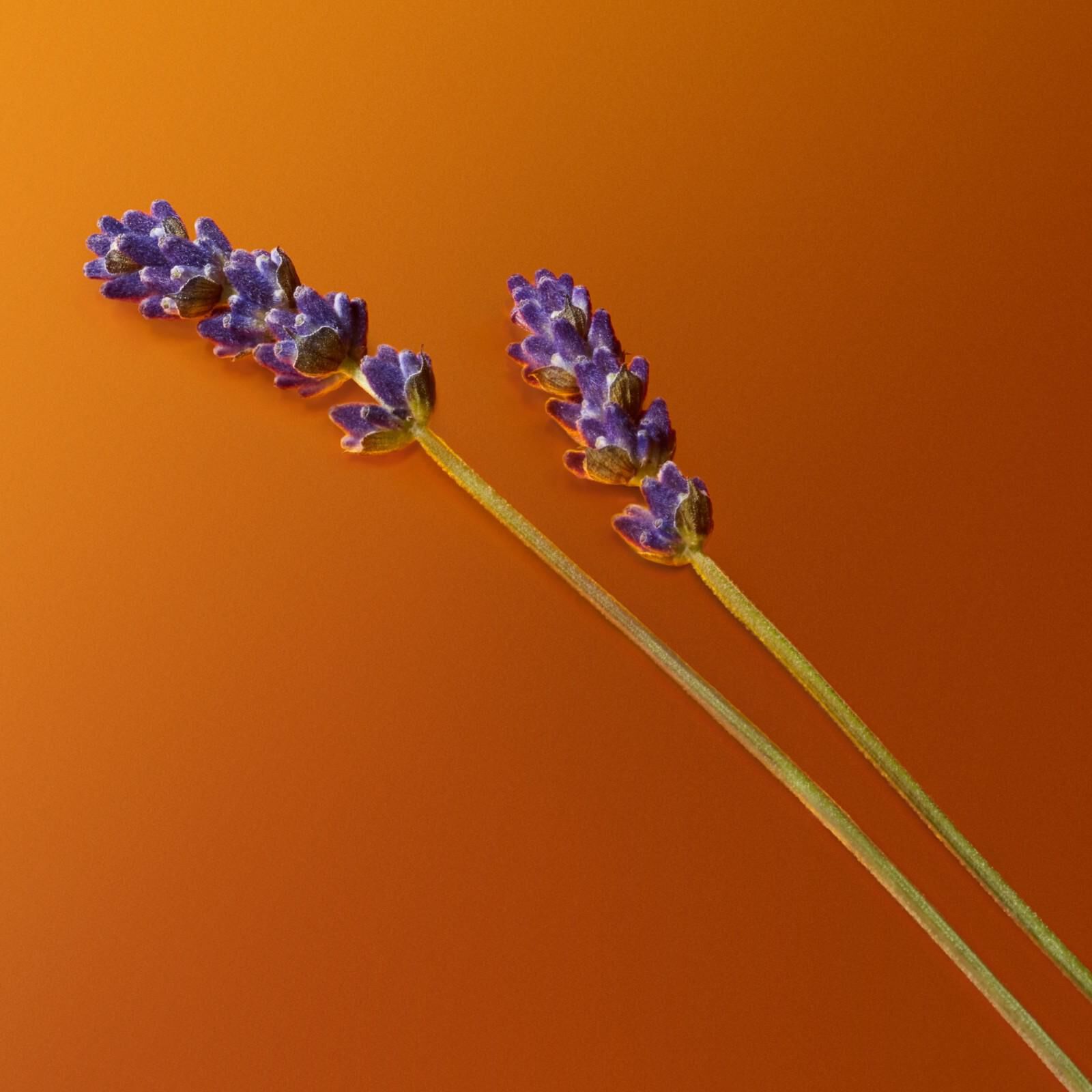 Violette Lavendelstiele mit Bernsteinelementen auf orangefarbenem Hintergrund, die naturliche Parfumbestandteile zeigen.